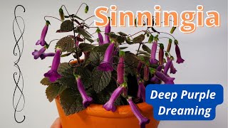 Sinningia Deep Purple Dreaming  Plant Profile [upl. by Sholeen698]