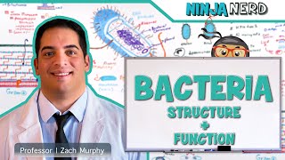 Bacteria  Structure and Function [upl. by Joashus]