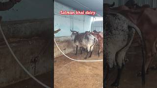 Top Quality Pure Gir Cows For sale In Hyderabad Salman Bhai dairy 7288899974 youtubeshorts [upl. by Glyn]