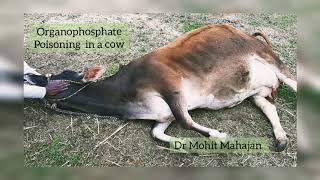 Organophosphate Poisoning in a cow [upl. by Aisinut262]