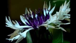 Centaurea Montana Purple Heart flower blooming timelapse [upl. by Enida]