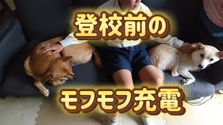 学校へ行く前にモフモフを充電している次男。【犬アテレコ、関西弁】 [upl. by Aicilif]