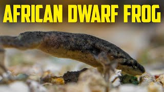 African Dwarf Frog Care Guide  Fun Aquarium Pet That Kids Love [upl. by Inalaek]