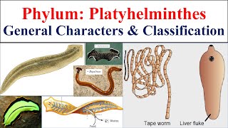 Platyhelminthes  Phylum Platyhelminthes  general characters and classification of Platyhelminthes [upl. by Elocyn]