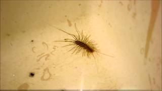 The Terrifyingly Beautiful House Centipede Scutigera Coleoptrata [upl. by Steve]