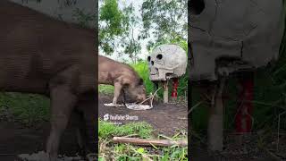 Primitive technology Build Unique Primitive Wild boar Trapping Tool Using Sharp logs That Work100 [upl. by Shabbir]