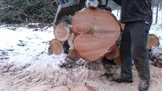 Stihl 461 vs 462  Sibling Grudge Match [upl. by Etnor334]