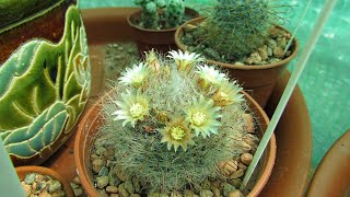 My Mammillaria bocasana Cactus with a crown of flowers  powder puff Cactus [upl. by Sauers]