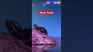 Musk Turtle reptiles turtle muskturtle fish aquarium [upl. by Dahs]