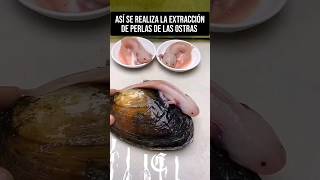 🐚Así se realiza la extracción de perlas de ostras la perla más cara del mundo ciencia biologia [upl. by Bunni]