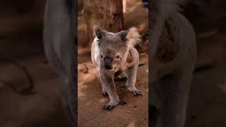 Scary Kangarooviralvideo youtubeshorts kangaroo ytshorts [upl. by Patrice]