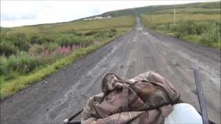 Salmonberry Hunting In Alaska Along The Yukon River [upl. by Kannav598]