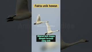 Migrasi jauh Angsa dengan formasi yang unik angsa swan faktaunikhewan shorts [upl. by Verda]