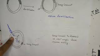 Development of Xenopus laevis gray cresentaxis formation of amphibian embryoBangla [upl. by Ulberto]