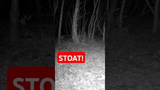 A Very playful Stoat stoat nature woods trailcamera [upl. by Ailahs]