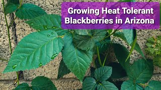 22 Organic Blackberries and Raspberries Tour  9 varieties  November Vlog [upl. by Rosenbaum854]