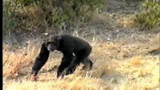 Sweetwaters Chimpanzee sanctuary Kenya [upl. by Ahsimek]