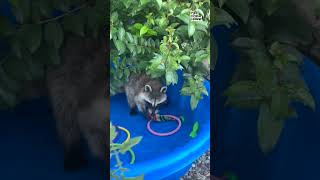 Adorable Raccoon Plays In Kiddie Pool [upl. by Tebasile994]