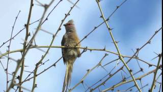 Redfaced Mousebird [upl. by Hilton]