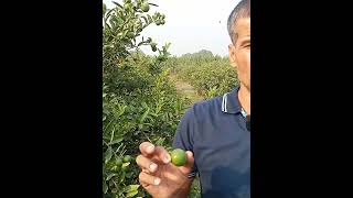 परमालिनी नींबू की सेल्फ लाइफ lemon nimbu [upl. by Ennahteb207]