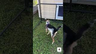 Single kennel dog kennel At Hometown Sheds Henderson [upl. by Am]