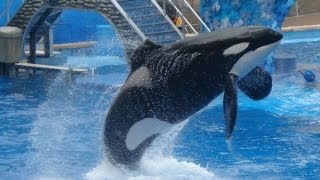 Amazing Shamu Jumps [upl. by Anigal]