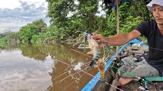 MEMANCING UDANG GALAH BESAR  BESAR DI AIR DANGKAL  MANCING UDANG GALAH [upl. by Wavell290]