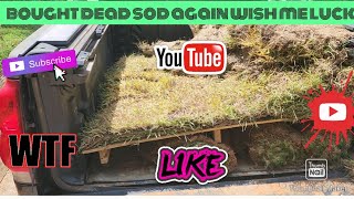 can I bring dead sod back to life lawncare lawnmaintenance lawnmower viralvideo [upl. by Philoo]