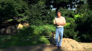 Shrubs to Plant Beneath Black Walnuts [upl. by Primavera]