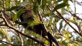 Pheasant Coucal Call birds birdsounds [upl. by Adirehs961]