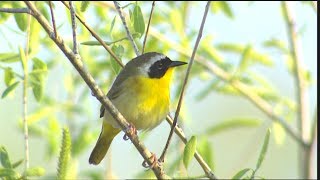 Common Yellowthroat [upl. by Coppola]