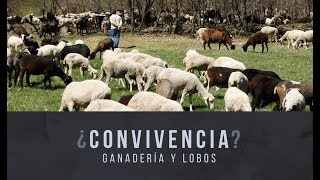 ¿Convivencia Ganadería y lobos [upl. by Eleynad568]