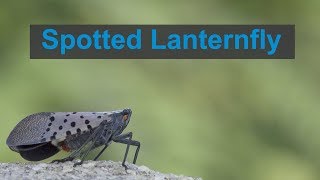 Look For and Report Spotted Lanternfly [upl. by Stoops890]