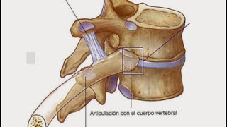 Articulaciones [upl. by Boj]