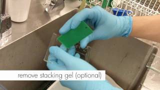 How to Stain an SDSPAGE gel [upl. by Ojeibbob]