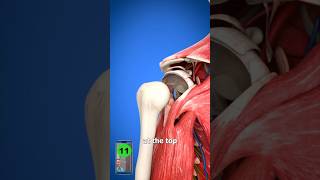 Heal A Shoulder DISLOCATION😳 [upl. by Marienthal]