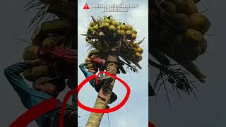 Cutting a Coconut Tree without Safety Equipment treefelling chainsawman arborist logging [upl. by Dupaix]