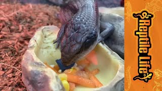 Live Blue Tongue Lizard Food  Adelaide  Reptile Life [upl. by Akimahs28]