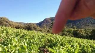 Uva Cinsault o Samson en Minervoi [upl. by Joao]