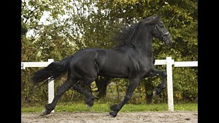 Stal Okkemas Cees  Tsjalke x Wikke  Gelding  165m  2016 [upl. by Alphonso]