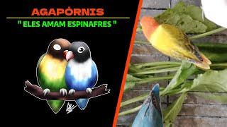 Agapórnis 🐦  Eles amam espinafres [upl. by Ahsied]