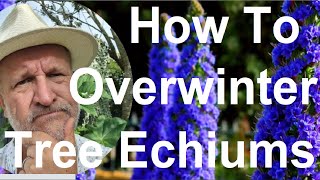 How To Overwinter Tree Echium  Echium pininana [upl. by Amaryl]