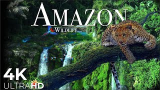 AMAZON Wildlife 4K • Rainforest Relaxation Film  Nature Video UltraHD [upl. by Klatt381]