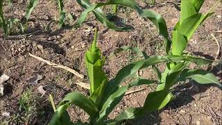 OldGuyDIY Deer Food Plot Corn RoundUp Success 14 Days Later 6 Ounces Per Gallon Low Range 4th Gear [upl. by Noremac]