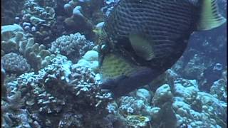 Triggerfish destroys coral [upl. by Jo-Anne]