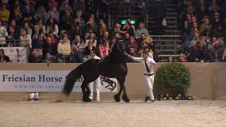 Hengstenkeuring 2018 Rubriek 5 [upl. by Bannon]