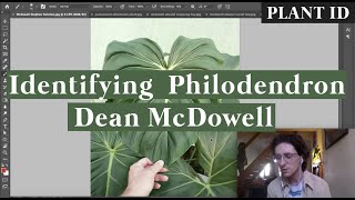 Identifying Philodendron Dean McDowell vs Philodendron Pastazanum  Plant ID with me [upl. by Carlita673]