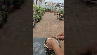 how to grow lantana plant from seeds [upl. by Lakin]