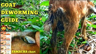 Simple Guide to Goat Deworming  Benefits of Liver Extract for Healthy Animals 🐐 🤠👍 [upl. by Aitnis897]