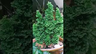 Dwarf Hinoki Cypress [upl. by Lenette48]